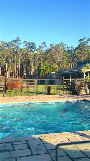 Little Ludo Observes Swimming Human Friends