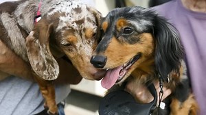 604K views · 200 reactions | How does a blind dog navigate his way through the world? With his own guide dog, of course! (Via Humankind) | WBIR Channel 10 | Facebook