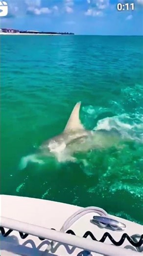 Big Fish Catch in Seconds! 🐟🔥