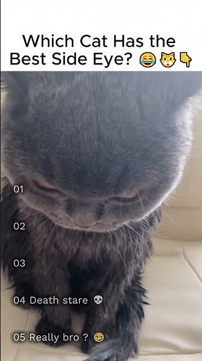 Cat Side Eye Core #cat #funny #shortfeed #trendingshorts