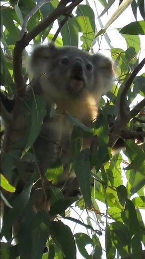 BABY KOALAS = NOTHING BETTER than watching them learn and grow