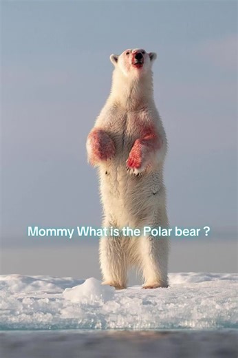 Help the Polar Bears: Join the Conservation Effort