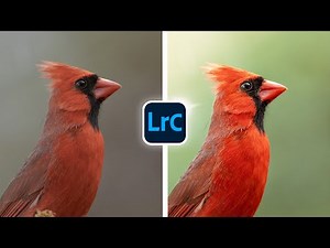 Simple and Effective LIGHTROOM Edits for Birds!
