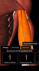 Bodybuilding - Biceps Workout