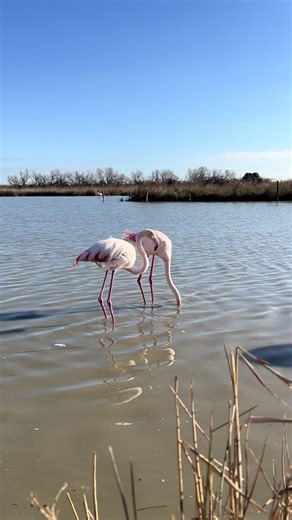 Understanding Flamingo Flocks: The Flamboyance