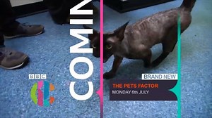 The Pets Factor is back!! The brand new series starts on Monday 6th July on CBBC and the BBC iPlayer! And we have a new vet on the team! Say hello to Fabian the Dready Vet! | Cat The Vet