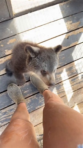 Tiny paws, endless curiosity, and a face made for stealing hearts. 🐻🤎Some moments are too cute not to replay forever.