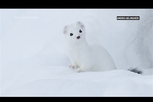 The beloved Olympic mascots are color-changing critters that are vulnerable to climate change