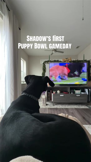 Puppy Bowl Pre-Game Insights and Highlights
