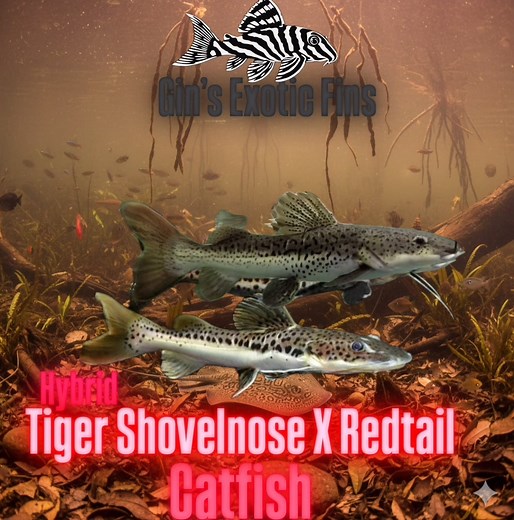Meet the Tiger Shovelnose × Red Tail hybrid — an uncommon, uniquely patterned monster catfish that combines the dramatic tiger stripes of the Shovelnose with the iconic red fins of the Red Tail. Stunning, gluttonous, and confident, this hybrid grows into a personable centerpiece, captivating both new and seasoned aquarists while dominating any aquarium. Like a fingerprint, each fish has its own unique pattern, making every specimen unique. | Gin Van