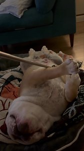 174K views · 9.6K reactions | Sarge is starting his new years with frequent belly scratches! He has the best bulldog noises! Sarge is a 4 year old male bulldog that’s good with kids, cats and other dogs. He is a bit of an introvert and doesn’t want to play with other dogs, but he is respectful and a perfect gentleman! | No Borders Bulldog Rescue | Facebook