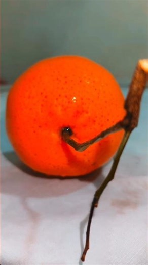 Most Beautiful Orange In Iraqi Street Foods My Girlfriend Loves This I Feed Her Daily At Night Games