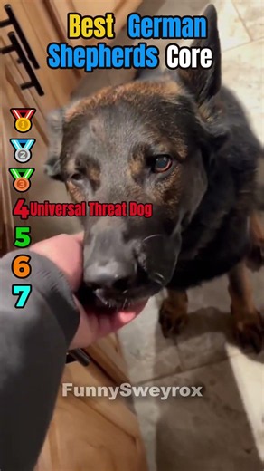 Best GERMAN SHEPHERD CORE Moments!🐕🐾