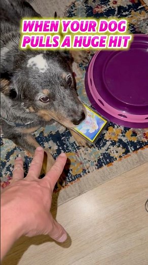 My deaf dog pulling the best pokemon card #reallifepokemon #pokemon #pokemoncards #blaziken #dog
