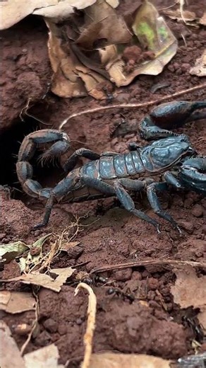 Giant Forest Scorpion Burrowing into Red Earth #wildlife #shorts