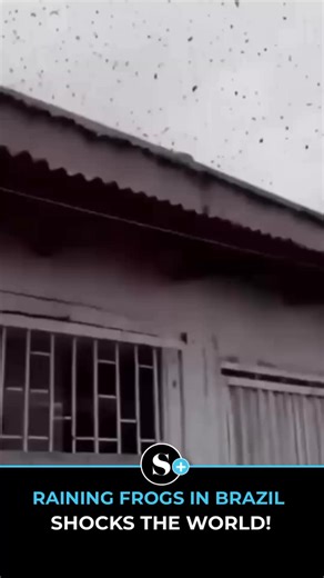 🌧️🐸 Raining Frogs in Brazil! 😱A bizarre phenomenon has left everyone stunned as frogs literally poured from the sky! Residents captured shocking videos that are now flooding social media. 📹Is it a miracle of nature or a warning from the climate? 🌍💭Let us know what you think 👇#Sundayplusmagazine#SPLUS!#Sundayplus#FrogRain #BrazilStorm #NatureMiracle #FrogShower #WeirdWeather #UnbelievableScenes #ViralNews #NaturePower #ClimateMystery #TrendingNow | SundayPlus