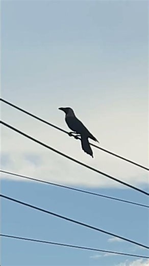 crow sound - trending sound crow!👌 #crow #nature #forest