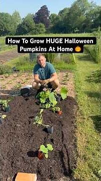 How To Grow HUGE Halloween Pumpkins At Home 🎃