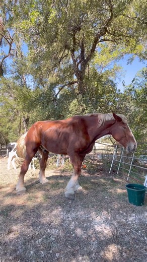 77K views · 1.7K reactions | Click here to read! This was the first...