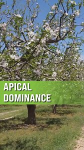 Here is an example of apical dominance. | Ag PhD