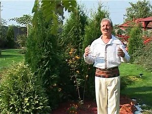 Vasile Conea - Nevasta, draga nevasta