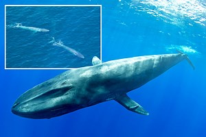 Rare footage reveals 'intimate lives' of blue whale nursing calf for first time