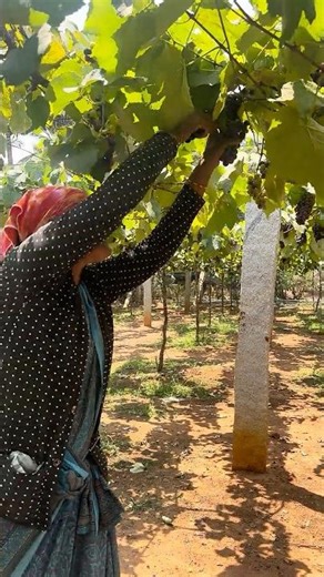 A Journey Through the Vineyard – grapes harvesting #grapenation #vegetablefarming #fruit