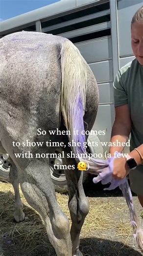 Unicorn Horse Spa Day in Clay Mud! #grayhorse #horsesoftheday