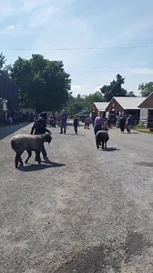 3.7K views · 36 reactions | #agfair #njsf #njstatefair #SCFHS | Sussex County Fairgrounds | Facebook