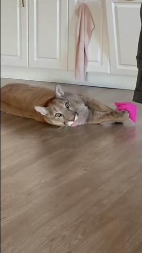 Puma Messi and catnip 😁