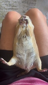 1K reactions · 57 shares | Upside down snackies!!! Belly up! #prairiedog #animals #pet #funny #petlover #animal #instanimals #cute #fyp #foryou #foryoupage #viral #fypシ #poppytheprairiedog #viralreels #reels #reelsinstagram | Poppy the Prairie Dog | Facebook