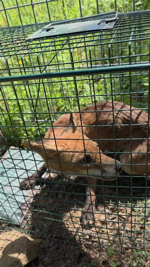 #ticktok #ferme #renard #pourtoiii #animal