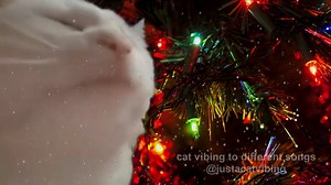 721K views · 7.5K reactions | Bobby Helms - Jingle Bell Rock | Vibe Cat | Facebook
