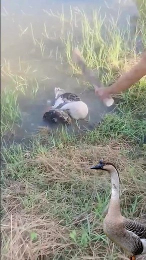 python wrapped around goose🦢