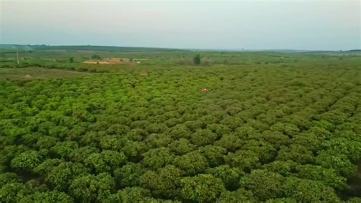 sinochip is the best drone in China Please contact us if interested. #SmartFarming #drone #djiagriculture