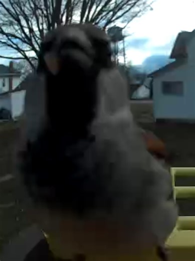 House Sparrow #birdvideo #birdsounds #birdwatching #backyardbirds #thebirdtree