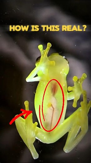 3 Animals That Look Fake… But Are Real! 😳 #1 Will Shock You. #shorts #animals #nature #wildlife