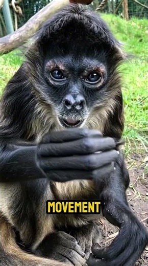 Canopy Phantom #animals #shorts