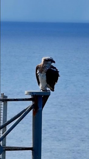 The Eastern Osprey – Australia’s Master Fisher! 🦅🇦🇺 #ospreys #birdsofaustralia