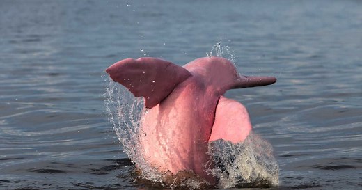 Qui est le boto, ce dauphin rose à l’origine de nombreuses légendes ?
