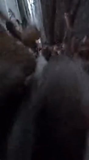 Rat Race: Life Edition Hundreds of rats tearing through the backstreets like commuters late for work — pure chaos, pure nature. Another day in the Animals Gone Wild universe. #AnimalsGoneWild #RatRace #UrbanWildlife #CCTVWildlife #CityNature #RatsOfInstagram #NYCWildlife #StreetEcosystem #AIShortFilm #HeroicThinkers #StrayFrequency | Animalsgonewildtv