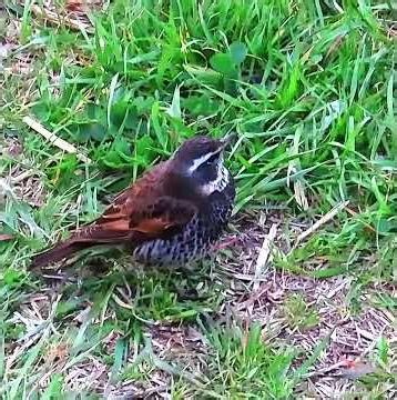 ツグミ調布地区ショート 2026年3月18日 #ツグミ #野鳥 #birds #wildlife #nature #自然観察ぶらり散歩