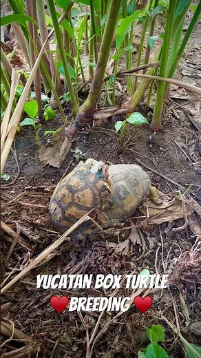 Yucatan Box Turtle breeding . Love is in the air! 🐢🎵♥️ #shorts
