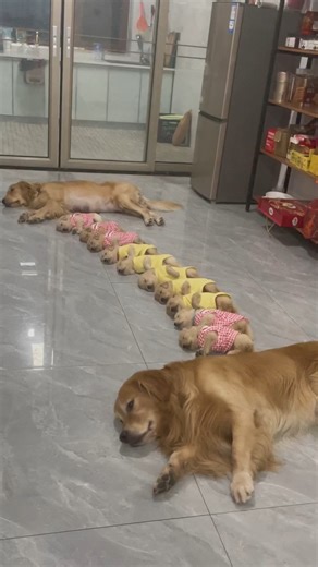 133K views · 9K reactions | This is the most beautiful thing I’ve ever seen! 梁❤️ | The Animal World | Facebook