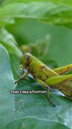 Facts you DID NOT know about GRASSHOPPERS!🦗