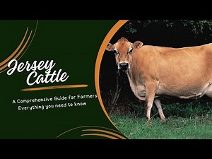 Jersey Cattle: A Comprehensive Guide for Farmers
