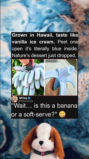 Blue Java Bananas = Vanilla Ice Cream Fruit 🍌🍦