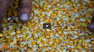 Pig Nutrition: Balancing Nutritional Need for Pastured Pigs