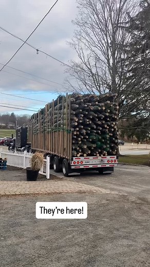 It’s smells so GOOD here and there’s a little magic in the air. 🌲Tree delivery day is always a happy and physical day. Choose 5-6.5 feet, 6.5-8.5 and all the way up to ultra large. Prices range $68-$130. Wreathes, porch pots, garland, branches, kissing balls and pine bunches, tips, winter berries and swag. All here. All ready. The tree stand is full service and open 8 am -6 pm daily. Closed Thanksgiving Day. Prices subject to change. | Cider Hill Farm