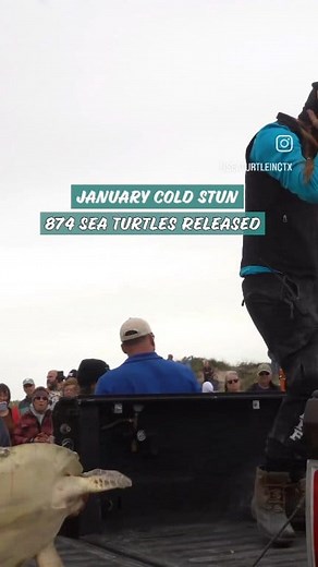 10K views · 210 reactions | Fantastic news! 874 cold-stunned sea...